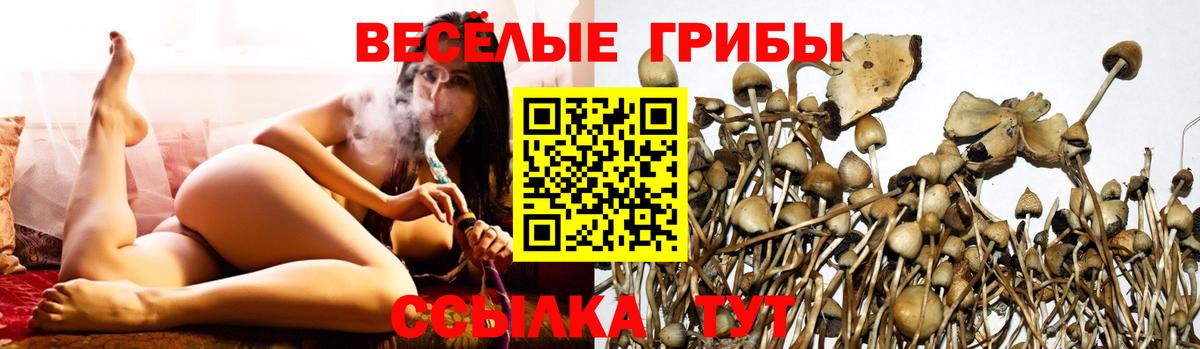 Псилоцибиновые грибы Psilocybe Елец